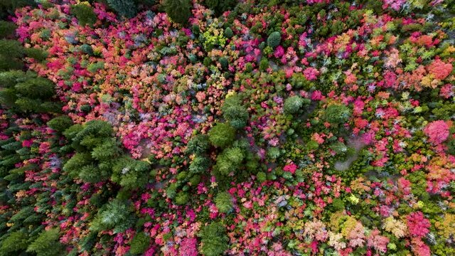 Breathtaking springtime vibrant outdoor colorful pink, orange, and yellow autumn leaves, colors, landscape, green trees, in dense forest and garden, directly above rising aerial