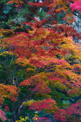 紅葉のカエデ