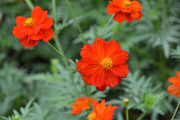 キバナコスモス