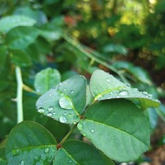 water drops on a leaf