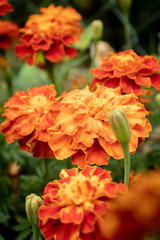 Bright orange marigolds growing in a garden in Germany.