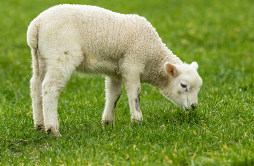 Obraz premium Close up of a young lamb grazing on green grass in Springtime and facing right. Yorkshire Dales, England. Horizontal. Space for copy.