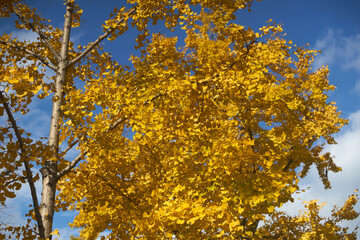 大阪、御堂筋のイチョウ