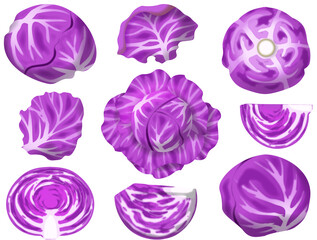 色々な紫キャベツ