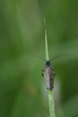 Gemeine Waldschabe (Ectobius lapponicus)