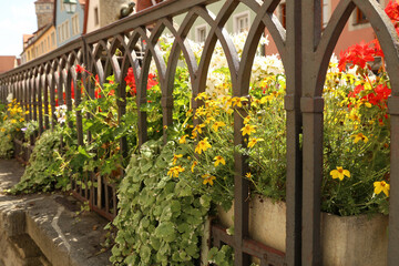 Beautiful flowers behind a decorative metal fence