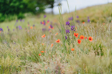 Verbascum phoeniceum plant in natural habitat