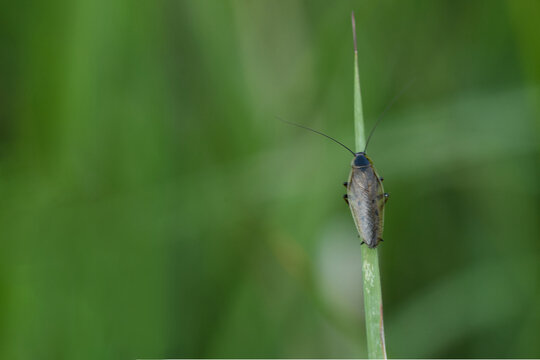 Gemeine Waldschabe (Ectobius lapponicus)
