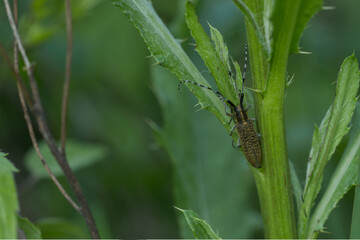 Scheckhorn-Distelbock (Agapanthia villosoviridescens)