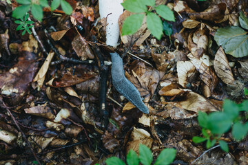 Bielzia coerulans slug in slovakia wild nature