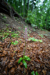Orchis spitzelii in slovakia wild nature