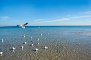 Schleswig-Holstein, Lübecker Bucht, Möwen am Strand von Scharbeutz