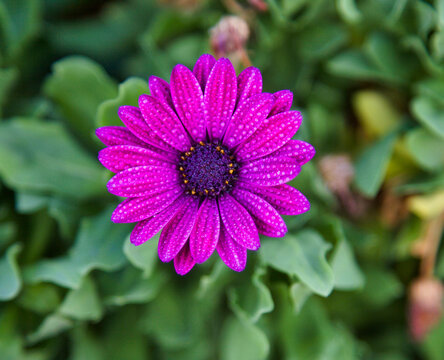 Hot Pink Gerber Daisy. Isolated. Flower in full bloom. Stock Image.
