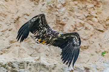 White Tailed Eagle (Haliaeetus albicilla) in flight. Also known as the ern, erne, gray eagle, Eurasian sea eagle and white-tailed sea-eagle. Wings Spread. Poland, Europe. Birds of prey.