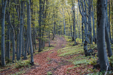 Obraz premium Fagus tree forest in Slovakia