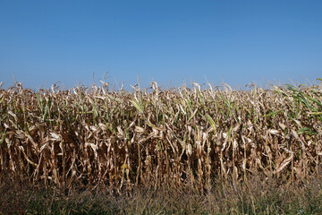 Corn field with blue sky