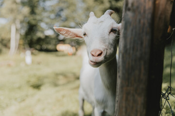Funny looking, curious young white horned chewing goat hiding behind the pole of the pasture fence during the summer day.