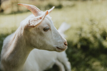 Detailed portrait of a young white horned goat on the green pasture during the summer day