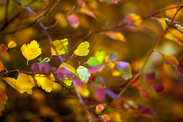Autumn leaves beautiful background