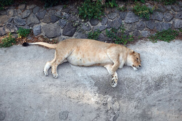 Lioness having the rest