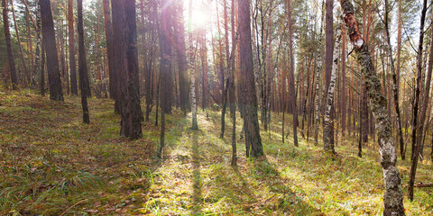 Fototapeta premium autumn pine forest illuminated by the sun at noon