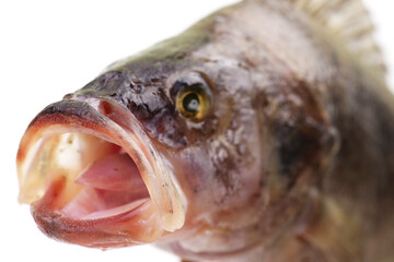 Perch fish on white background