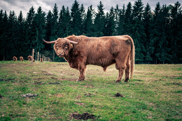cow on the pasture