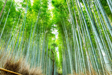 Oriental Travel Destinations. Sagano Forest as a Renowned Green Bamboo Forest in Japan.