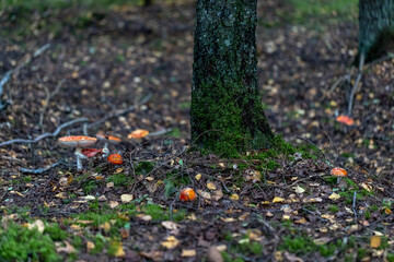 fairy ring of red fly agaric around the tree