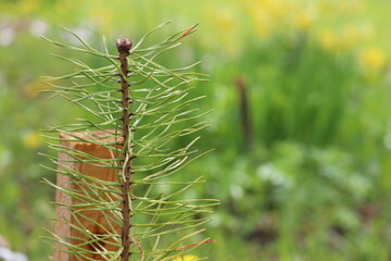 close up of pine needles
