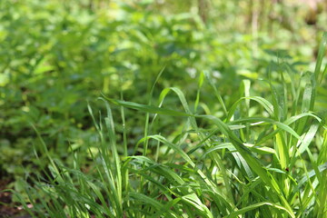 green grass background