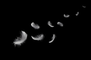 Obraz premium Feather abstract freedom concept. Soft light fluffy a white bird feathers floating in the air. Black background.