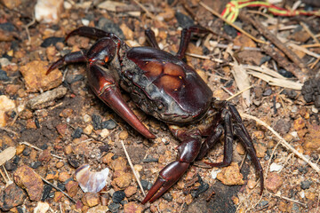 Closeup freshwater crab or Somanniathelphusa on ground