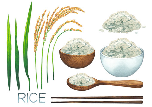 Watercolor rice collection isolated on white backround