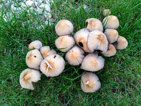 Closeup of Marasmius oreades mushrooms growing in a meadow