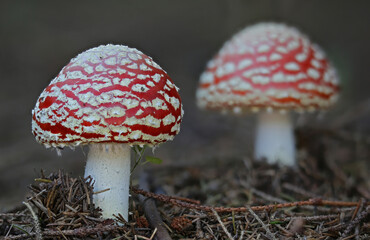 Amanita muscaria Fly agaric