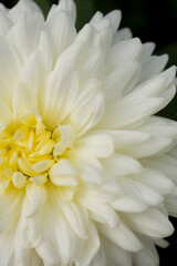 Fototapeta premium 菊の花