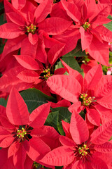 ポインセチア