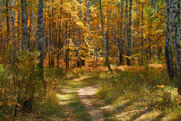 Obraz premium path in the autumn forest