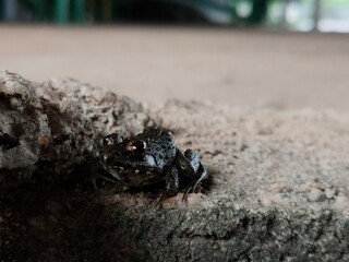 Hiding frog