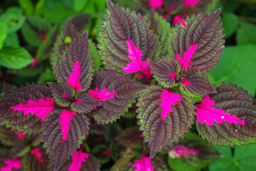 Multi colored leaves pink,purple and green color leaves