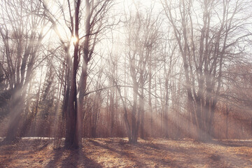 autumn landscape background, sun rays in the forest, park, trees seasonal view October