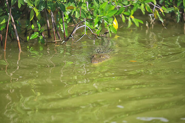 wild crocodile in the river, alligator in the swamp, wildlife predator head