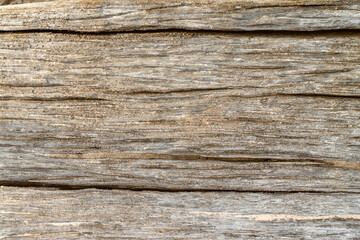 Dirty old blank brown bark texture wood plate with copy space. Tree surface texture.