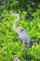 heron mangrove, wildlife, white heron in the jungle