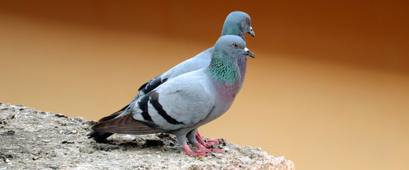 couple of pigeon sitting on a wall and relaxing