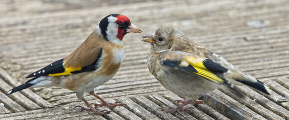 European Goldfinch, adult feeding begging juvenile, Cornwall, England, UK.