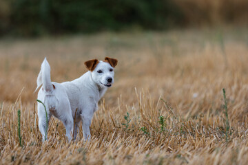 white dog with brown ears of the Jack Russell terrier breed, in the middle of a field