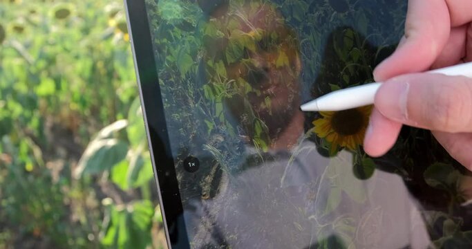 A man uses a tablet to photograph sunflower flowers, recording the state of the harvest online, close up.