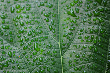 dew on the leaves background,green background image